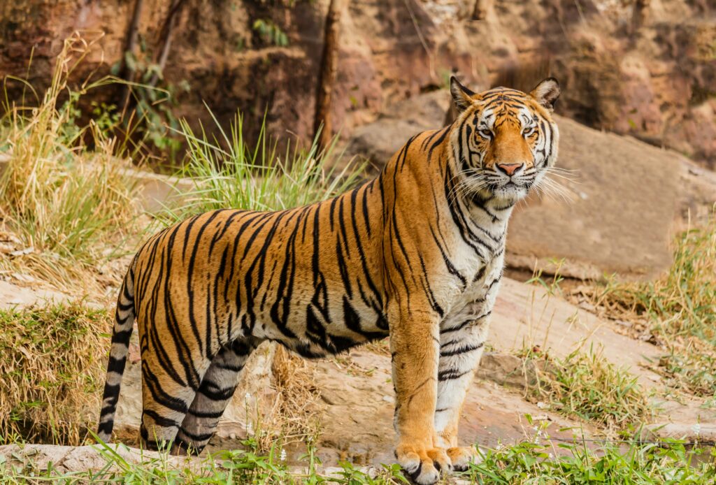 Explore Golden Triangle with Ranthambore